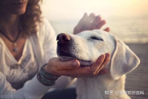 吃瓜网红事件狗子视频,揭秘事件背后真相